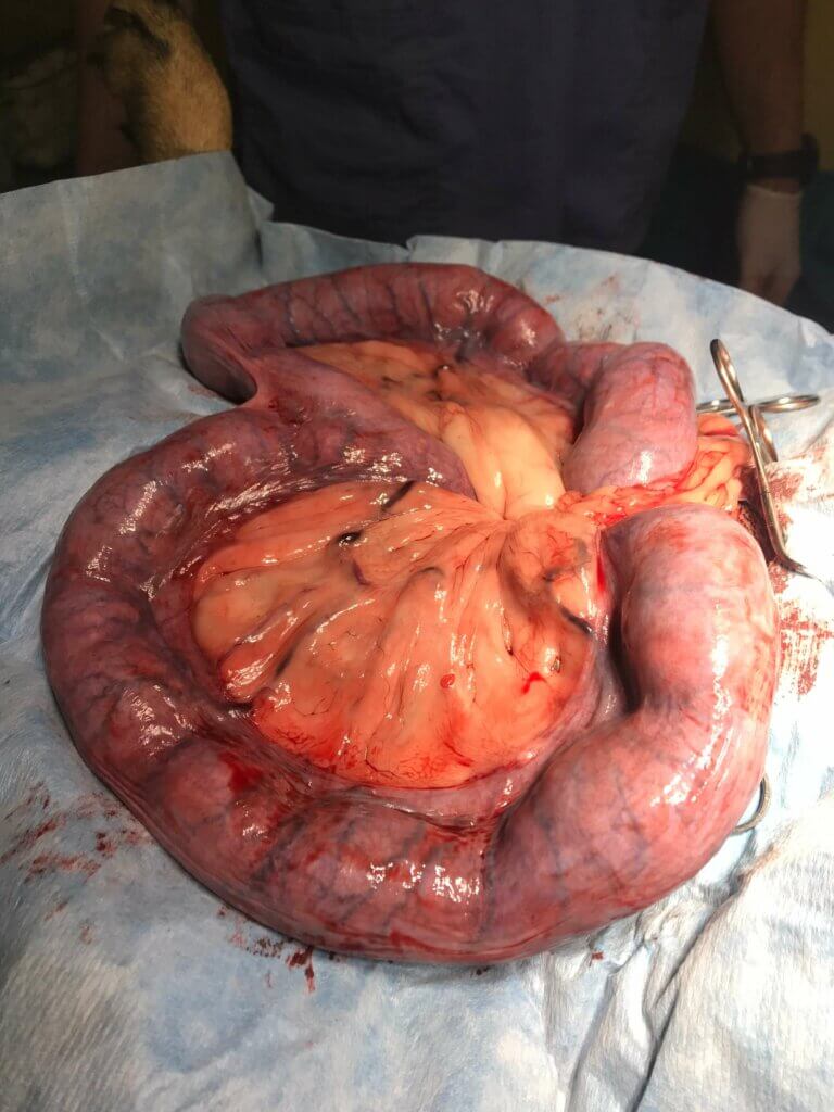 Pyometra